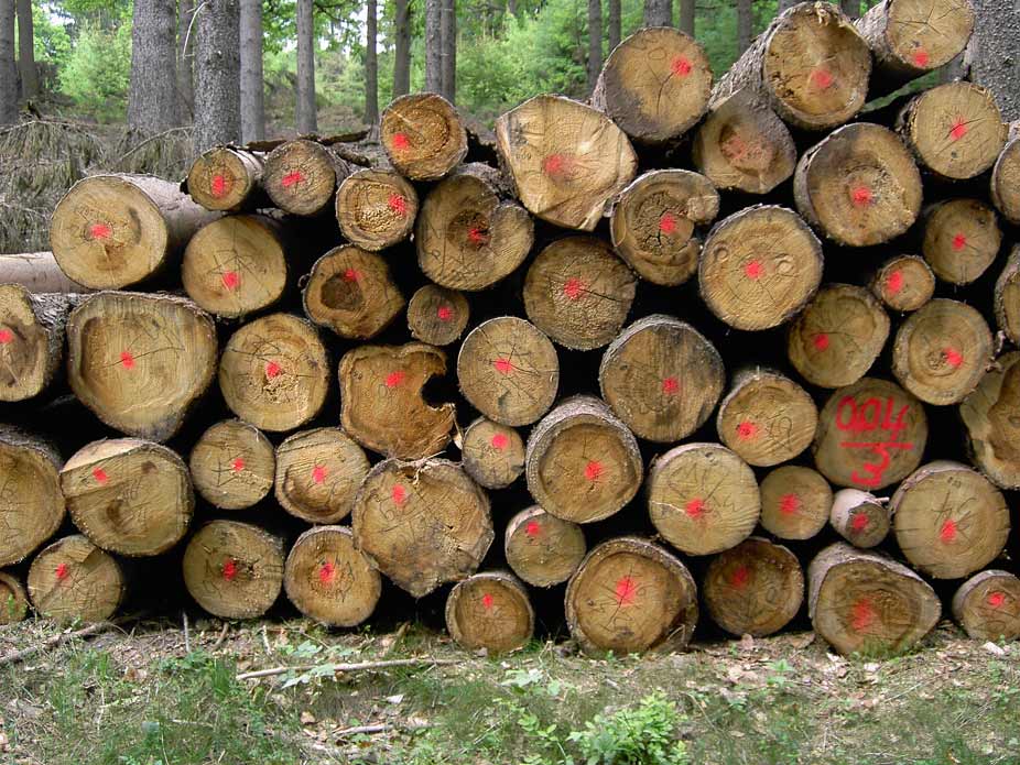 Folge ehemals überhöhter Rotwildbestände im Spessart: Schälschäden mit Entwertung des Holzes durch Rotfäule